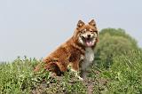 CHIEN FINNOIS DE LAPONIE 176